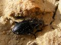 Agonum longicorne