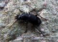 Abax continuus