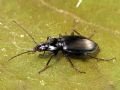 Agonum viduum