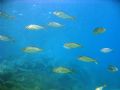 Seriola dumerili