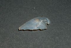 Carinariidae