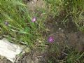 Agrostemma githago