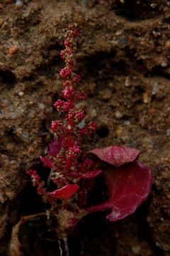 Amaranthaceae