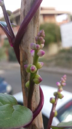 Basellaceae