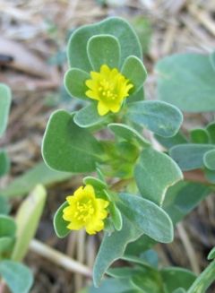 Portulacaceae