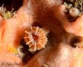 Caryophyllia inornata