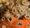 Polycyathus muellerae