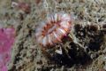 Caryophyllia (Caryophyllia) smithii