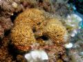 Cladocora caespitosa