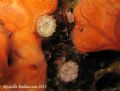 Caryophyllia sp.