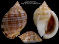 Phalium granulatum