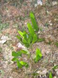 Caulerpa prolifera
