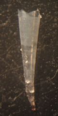 Styliola subula