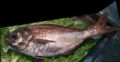 Schedophilus ovalis