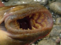 Cephalaspidomorphi
