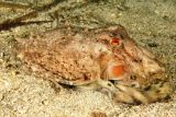 Cephalopoda