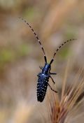 Agapanthia irrorata