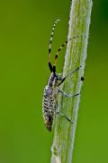 Agapanthia sicula malmerendii