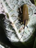 Agapanthia kirbyi