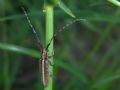 Agapanthia cardui