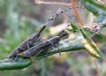 Agapanthia suturalis