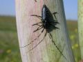 Agapanthia irrorata