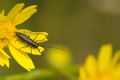 Agapanthia cardui /suturalis