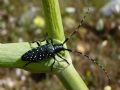 Agapanthia irrorata