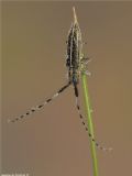 Agapanthia cardui (cfr.)