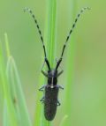 Agapanthia maculicornis