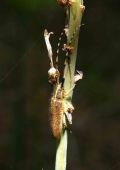 Agapanthia asphodeli