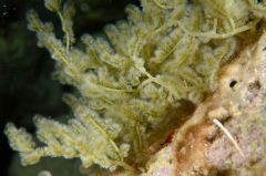 Wrangeliaceae