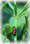 Cercopis vulnerata