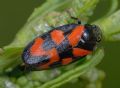 Cercopis vulnerata