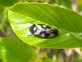 Cercopis vulnerata