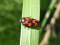 Cercopis vulnerata