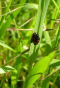 Cercopis sanguinolenta