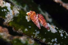 Cerithiidae