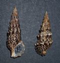 Cerithium vulgatum