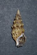 Cerithium vulgatum