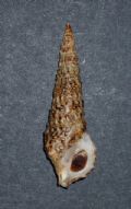 Cerithium vulgatum