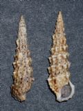 Cerithium vulgatum