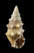 Cerithium renovatum