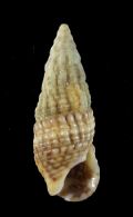 Cerithium lividulum