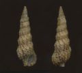 Cerithium vulgatum