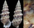 Cerithium cfr. renovatum