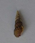 Cerithium scabridum