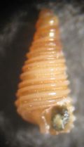 Seila trilineata