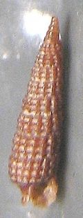 Cerithiopsis tubercularis