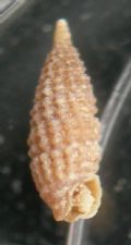 Cerithiopsis nana